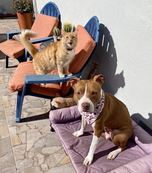 GINGER - American Pit Bull Terrier available for adoption