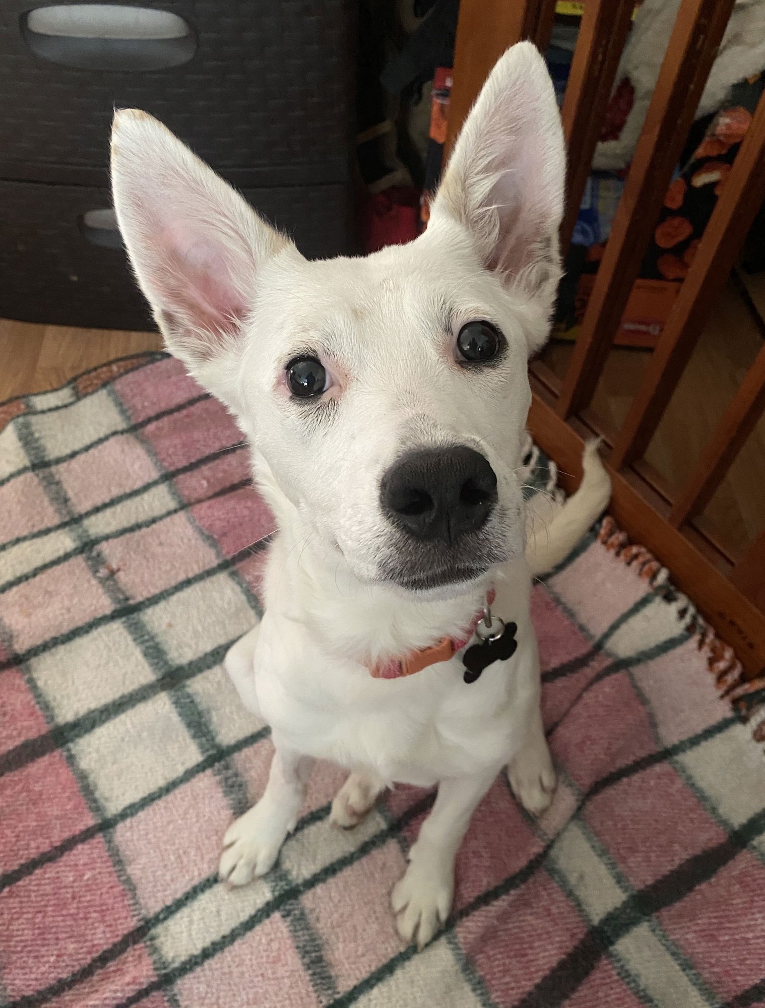 TIANA - Australian Cattle Dog/Blue Heeler available for adoption