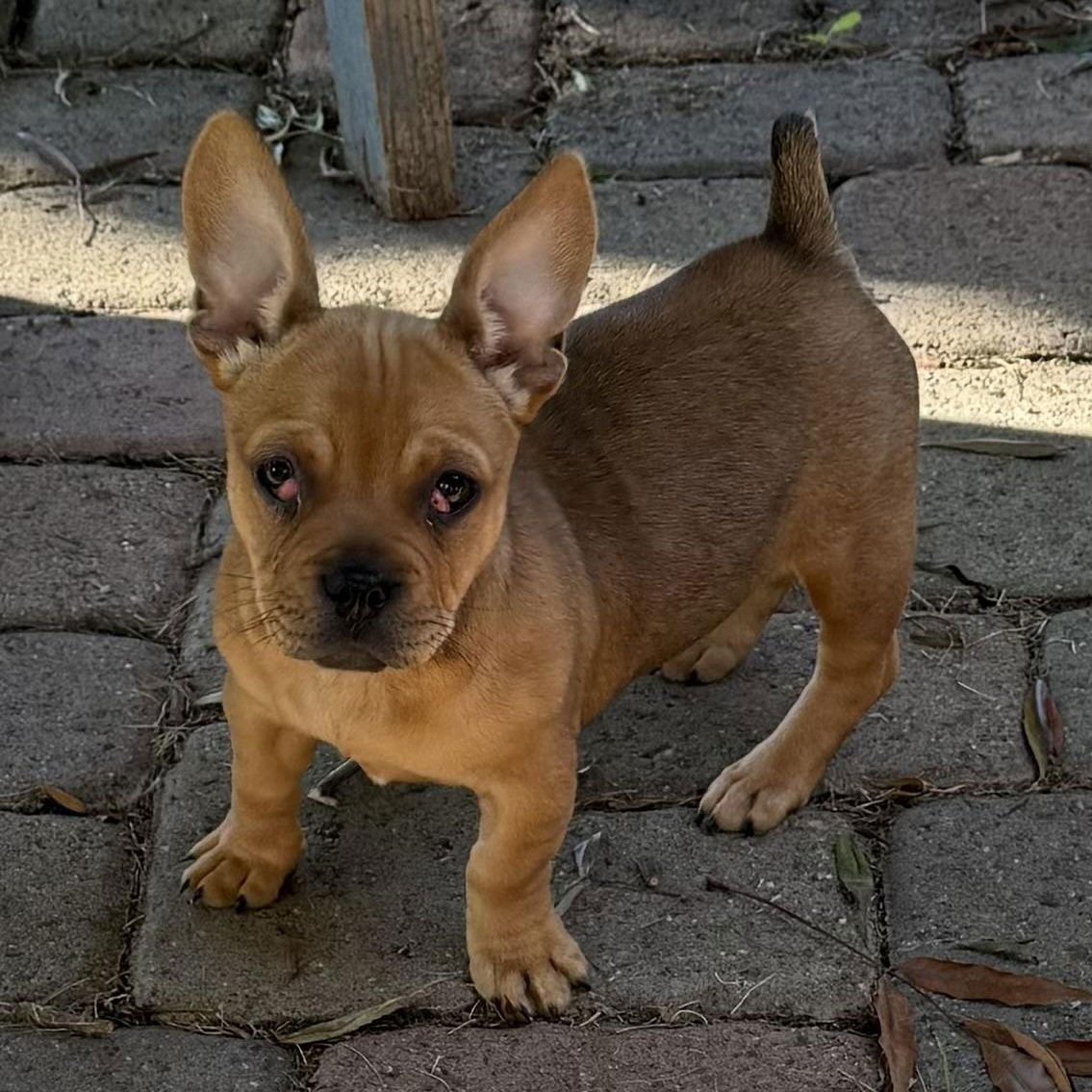 Sir Duke (Courtesy Post) - Photo 3