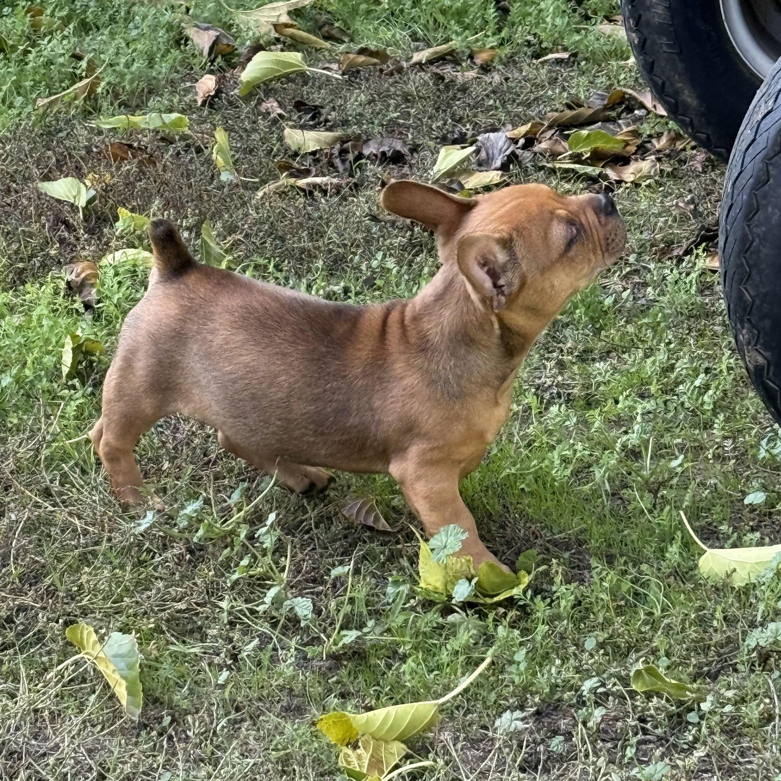 Sir Duke (Courtesy Post) - Photo 4