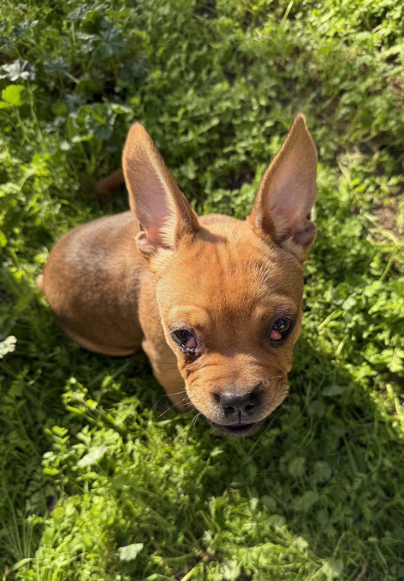 Sir Duke (Courtesy Post) - Photo 5