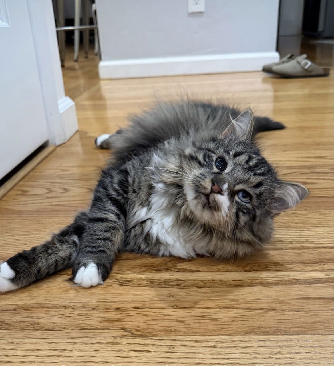 GRAYSON - Domestic Long Hair available for adoption