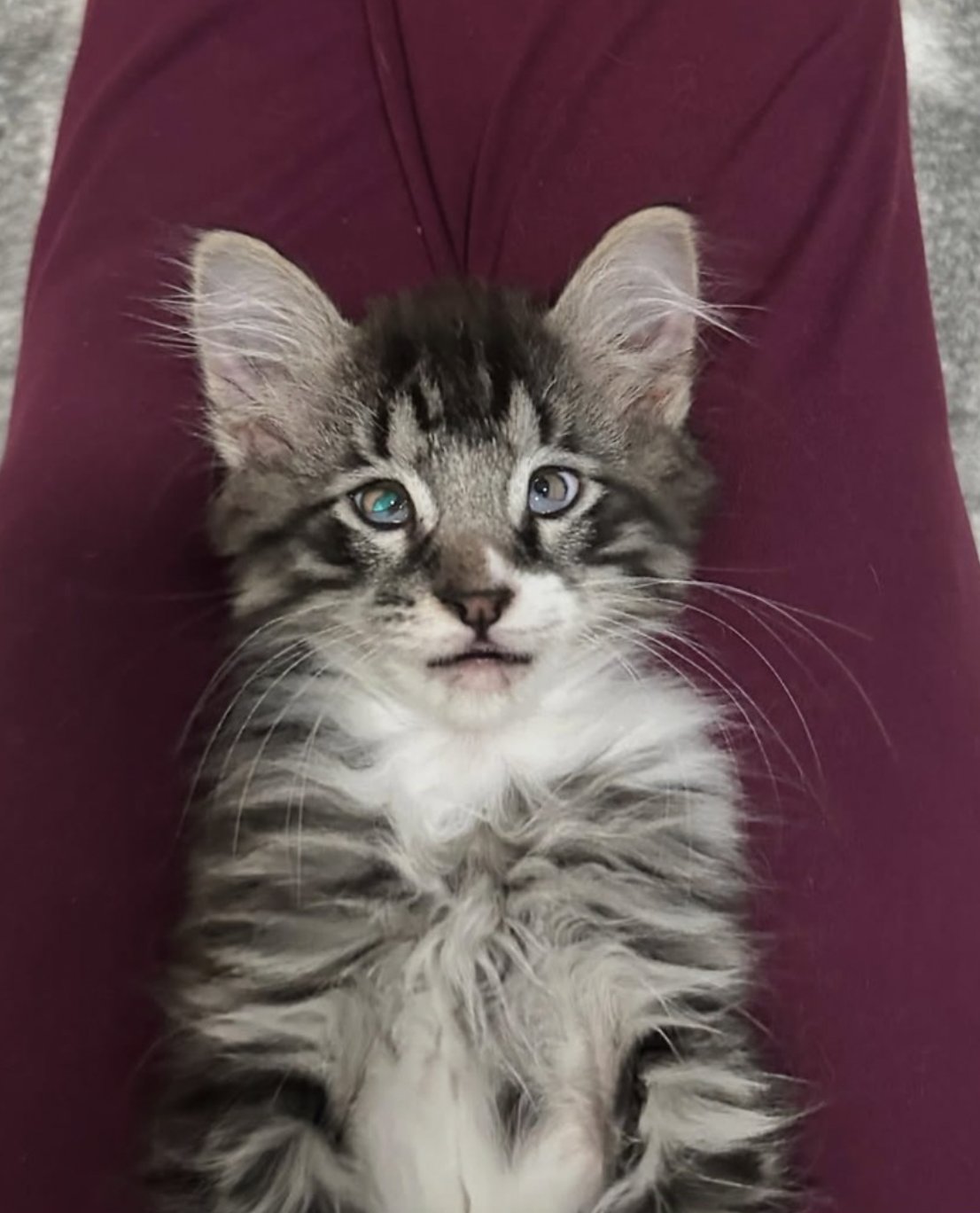 GRAYSON - Domestic Long Hair available for adoption