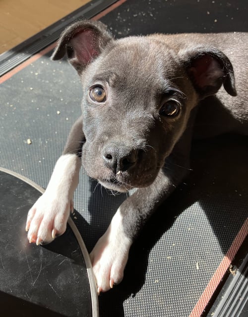 HALEAKALĀ - Staffordshire Bull Terrier / Australian Shepherd for adoption in Roseville