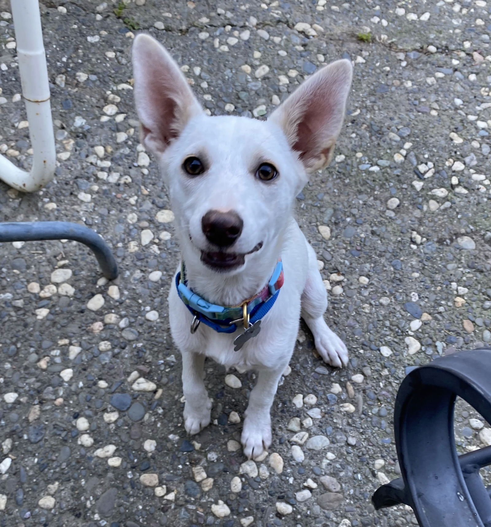 FIONA - Labrador Retriever / German Shepherd Dog available for adoption