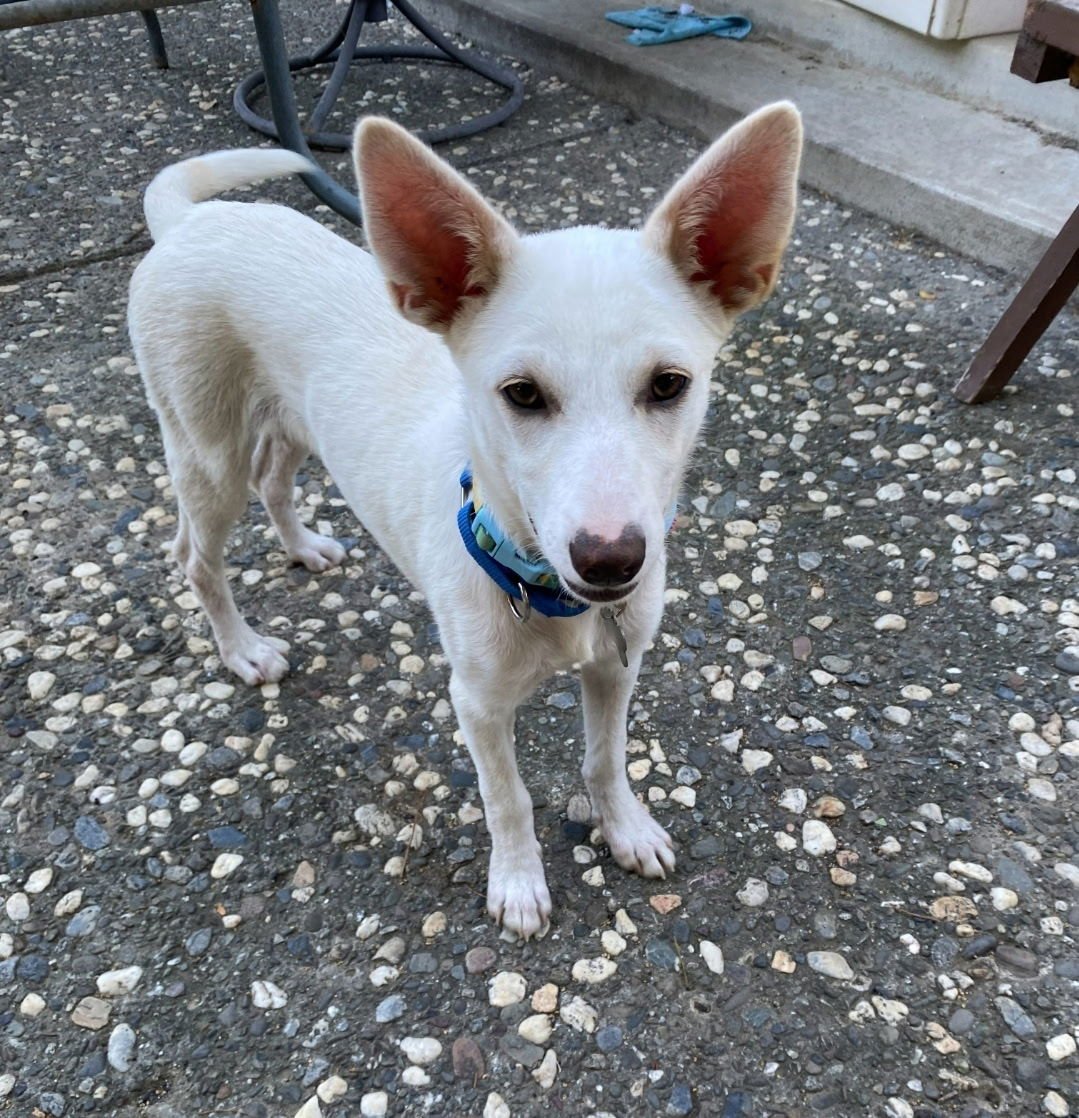 FIONA - Labrador Retriever / German Shepherd Dog available for adoption
