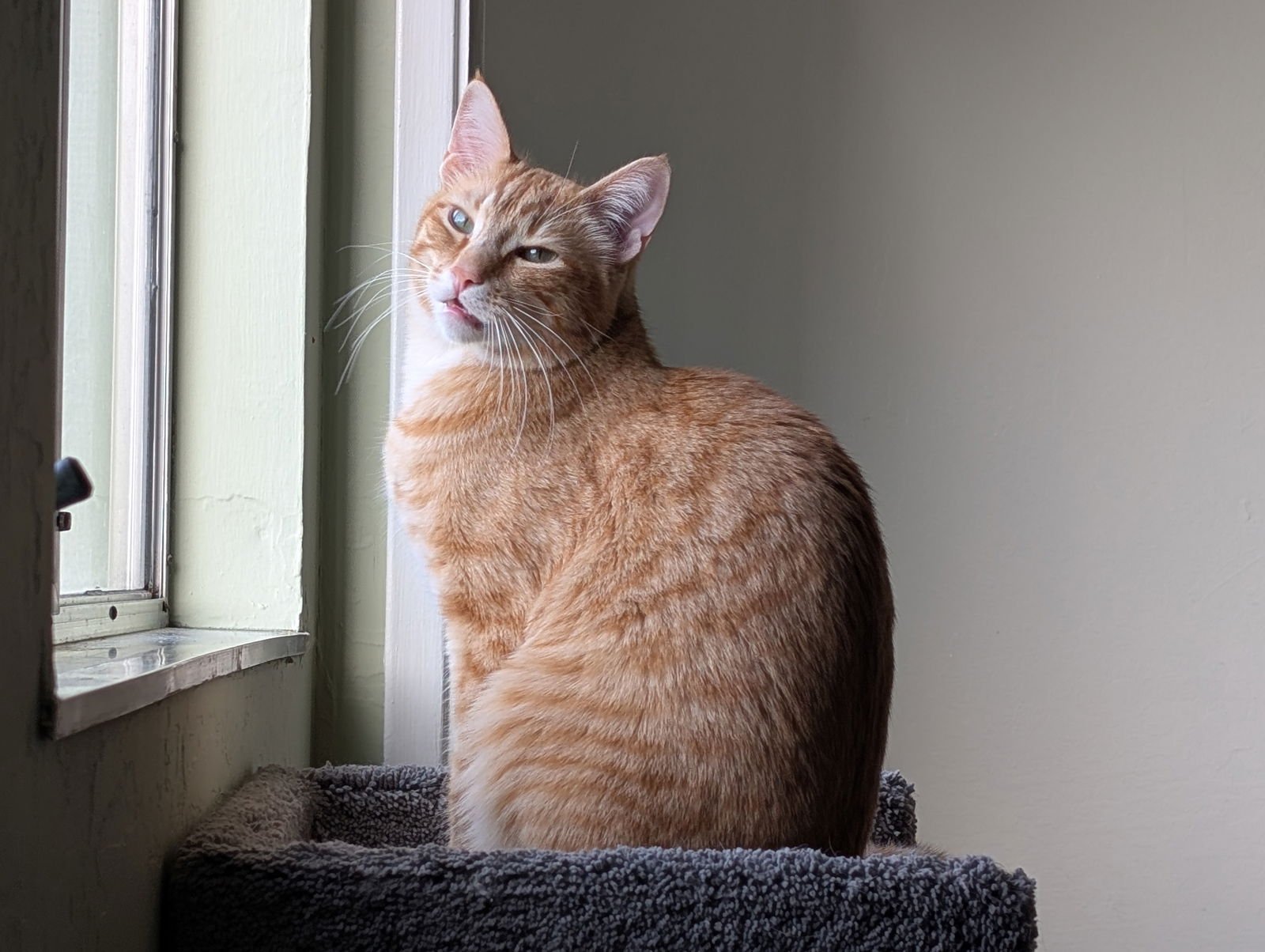 CLEMENTINE + HONEY - Domestic Short Hair available for adoption