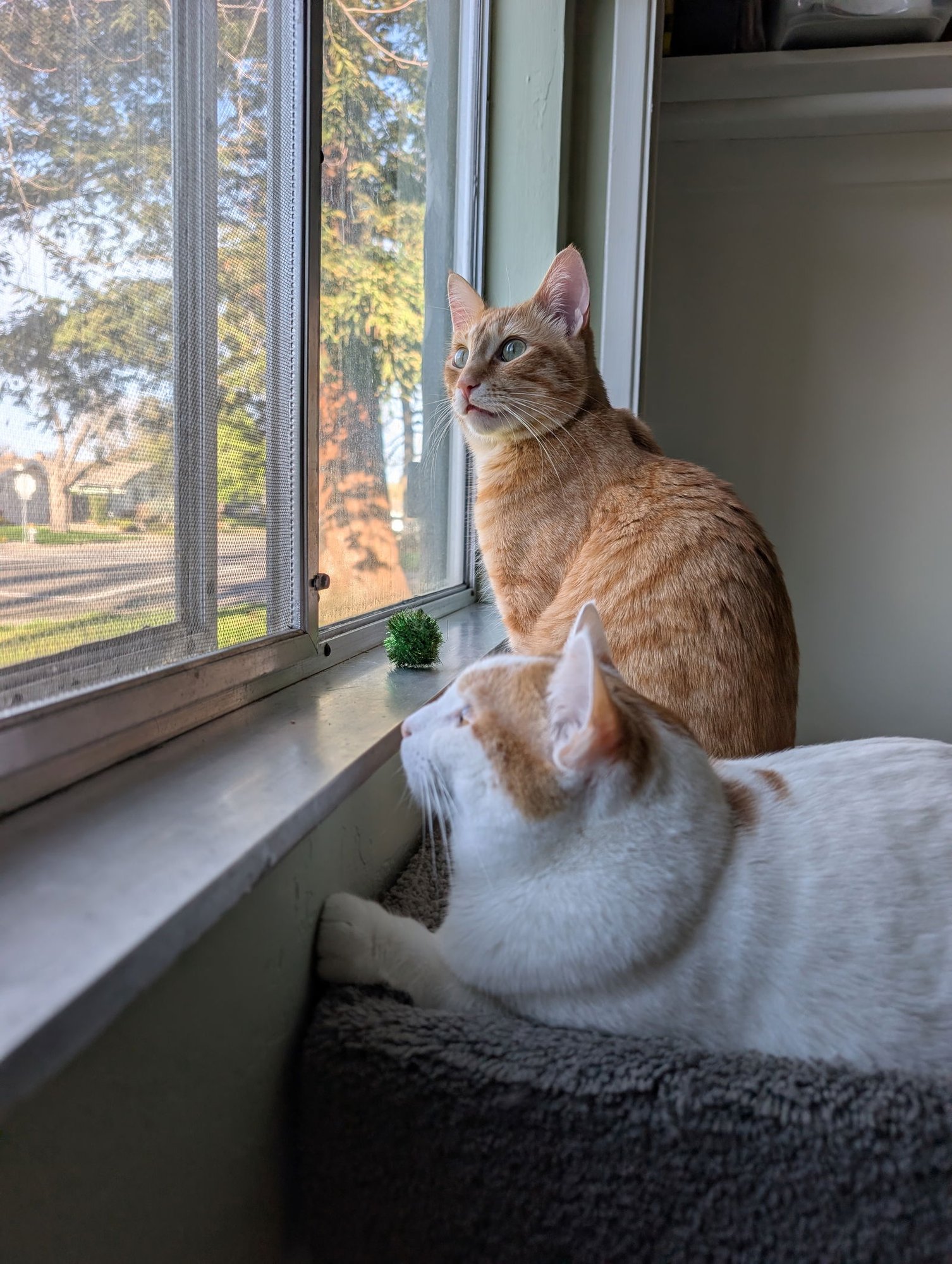 CLEMENTINE + HONEY - Domestic Short Hair available for adoption
