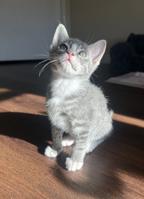 BUTTERS - Domestic Short Hair available for adoption