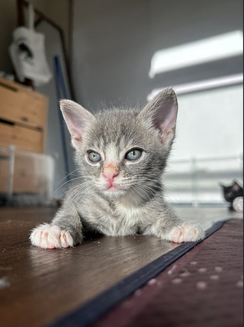 BUTTERS - Domestic Short Hair available for adoption