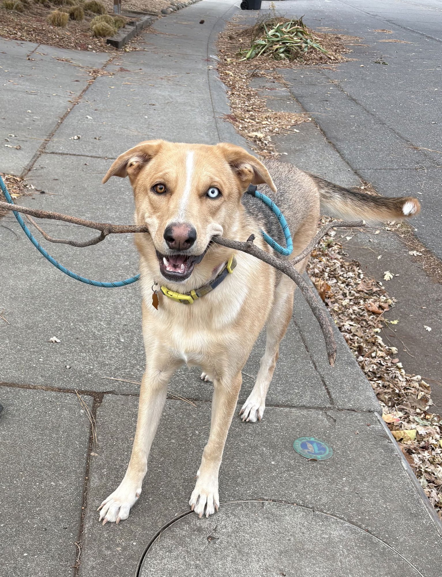 AURORA - Husky / German Shepherd Dog available for adoption