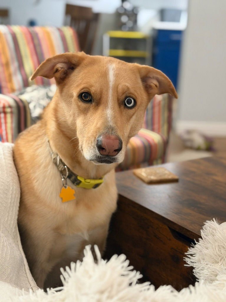 AURORA - Husky / German Shepherd Dog available for adoption