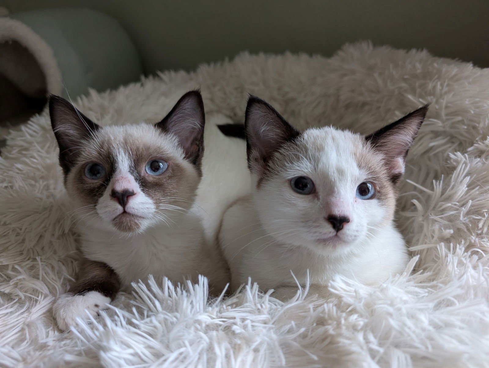 JACK AND JILL - Domestic Short Hair / Siamese available for adoption
