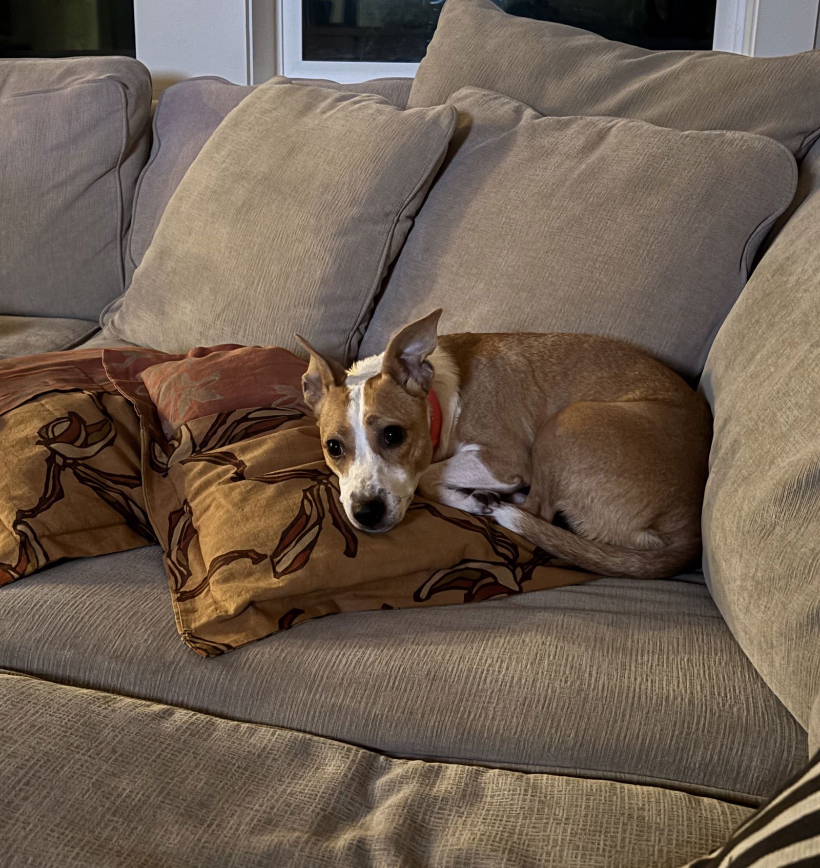 CUPCAKE - Rat Terrier available for adoption