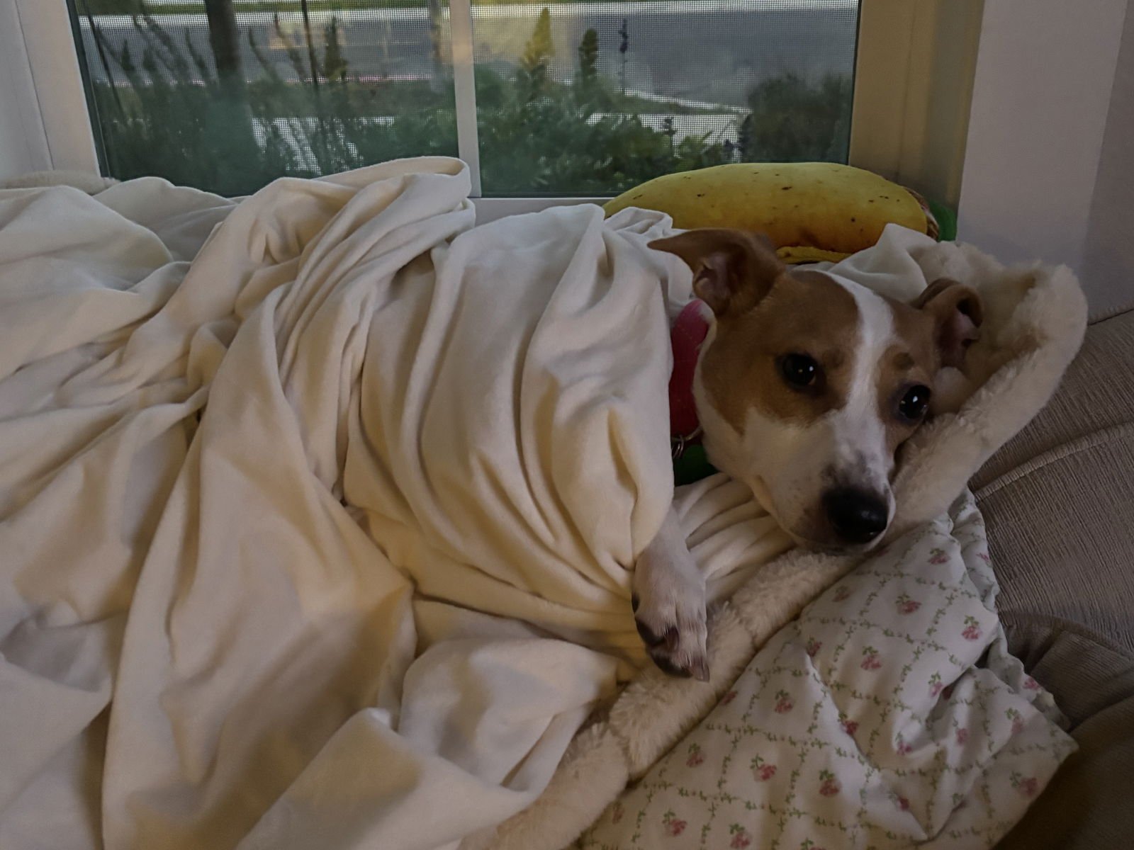 CUPCAKE - Rat Terrier available for adoption