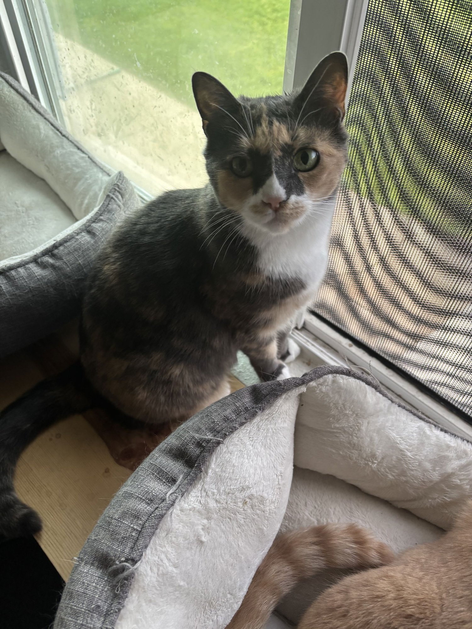 FREYA + LOKI - Domestic Short Hair available for adoption