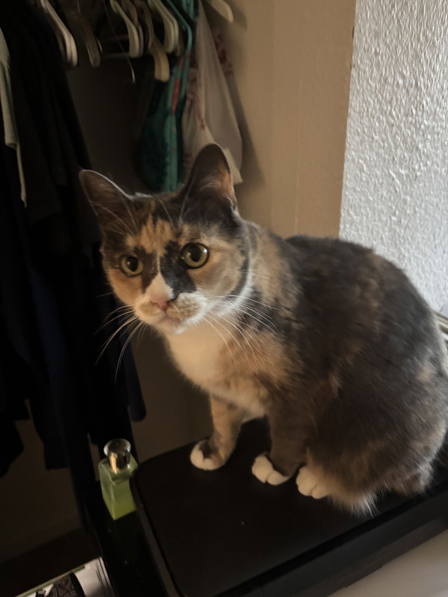 FREYA + LOKI - Domestic Short Hair available for adoption