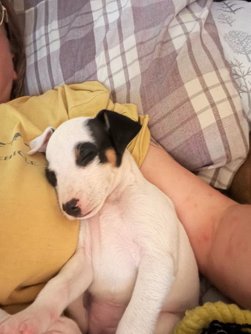 SPUD - Rat Terrier / Chihuahua available for adoption