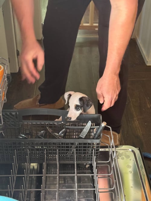 SPUD - Rat Terrier / Chihuahua available for adoption