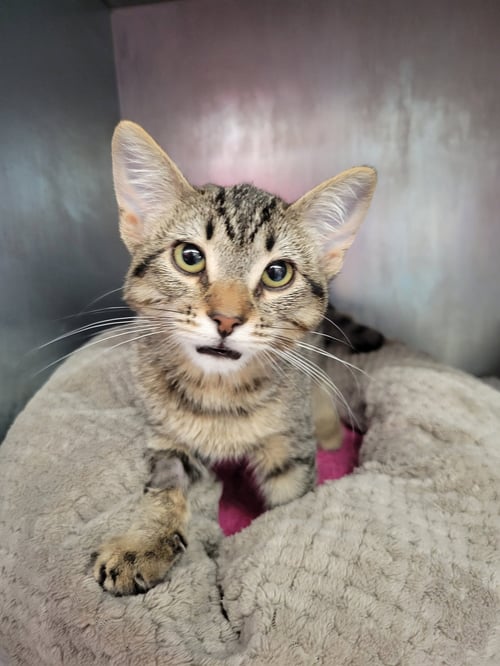 FINCH - Domestic Short Hair available for adoption