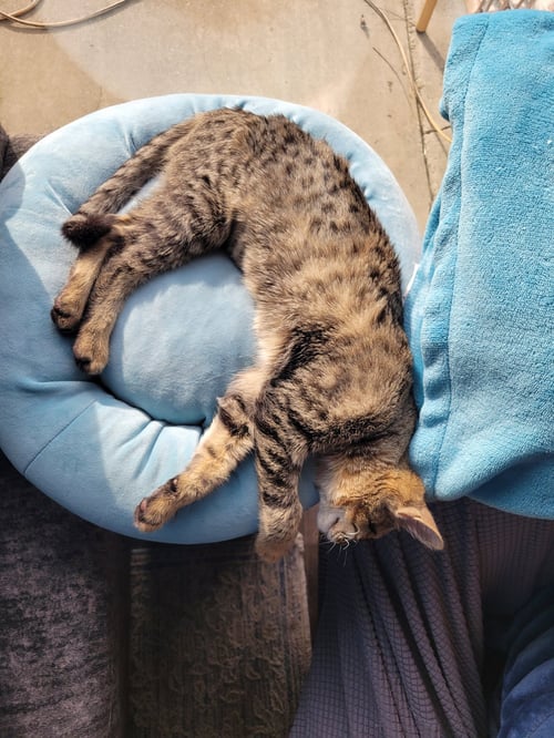 FINCH - Domestic Short Hair available for adoption