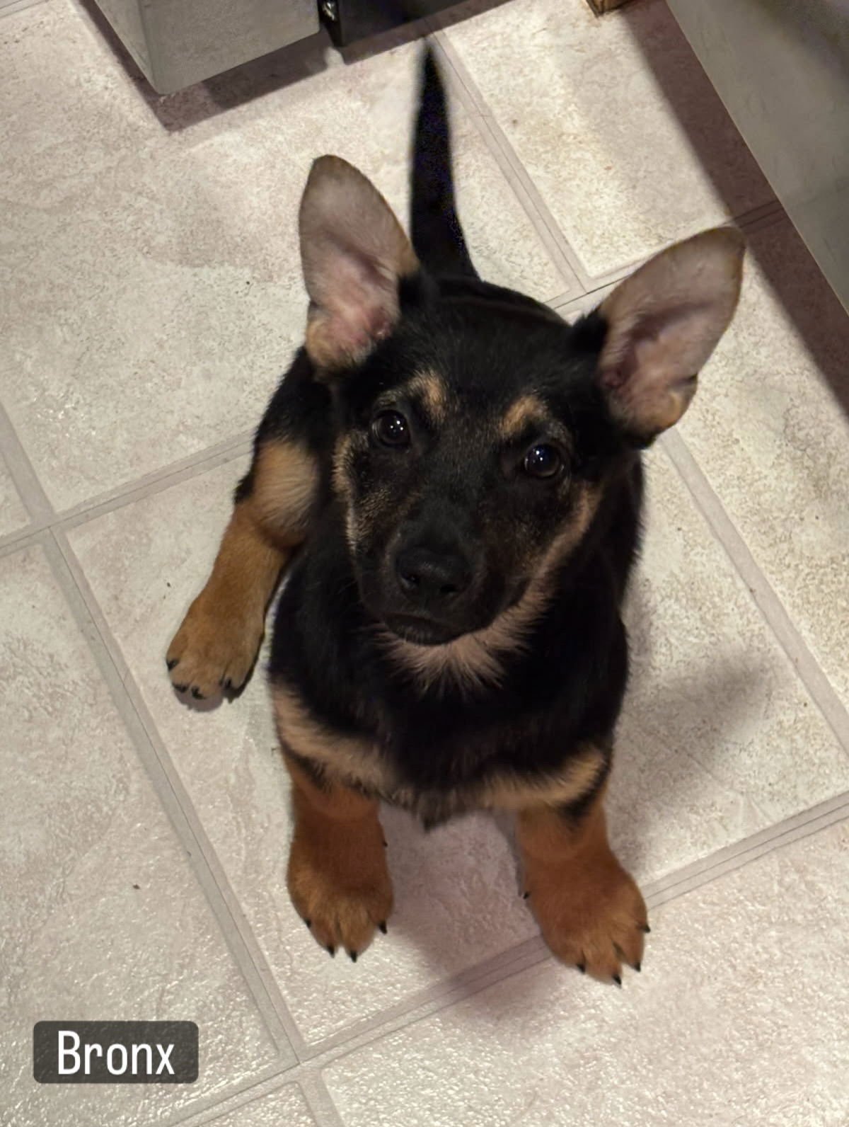 BRONX - Corgi / German Shepherd Dog available for adoption