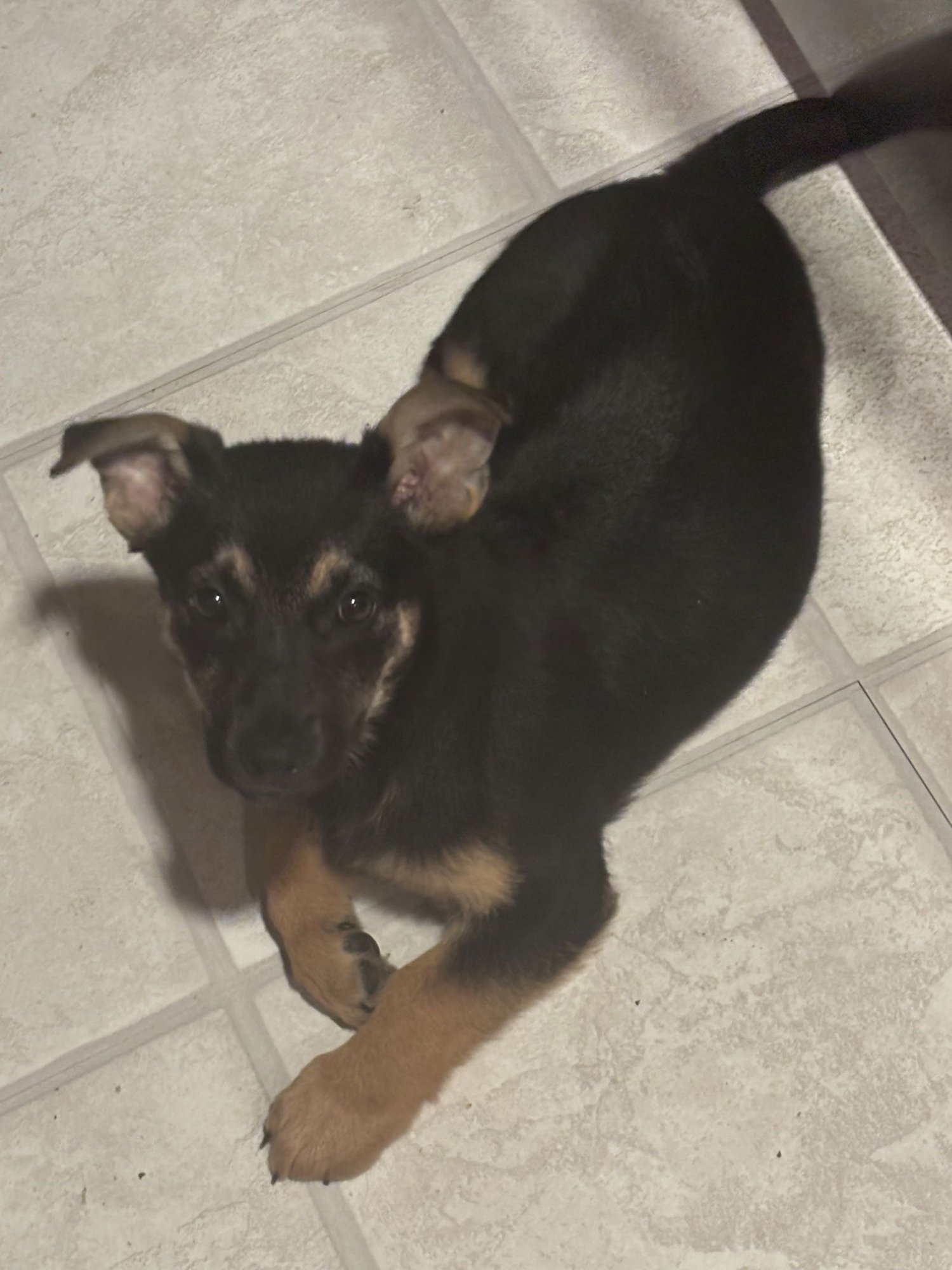 BRONX - Corgi / German Shepherd Dog available for adoption