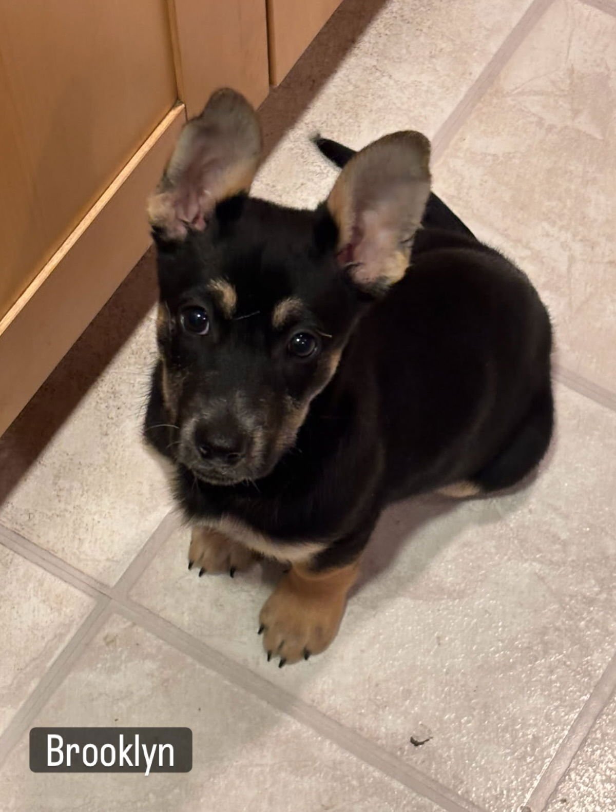 BROOKLYN - Corgi / German Shepherd Dog available for adoption