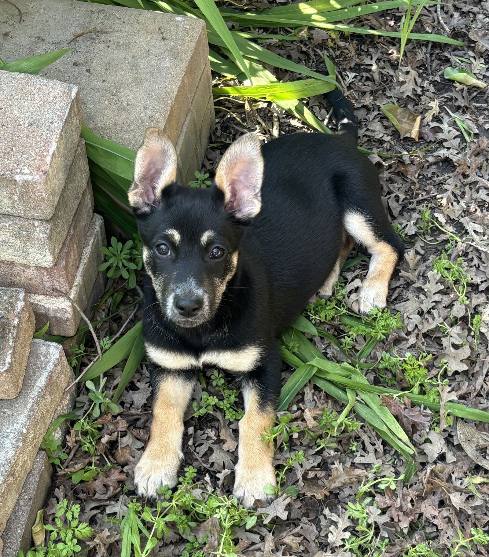 BROOKLYN - Corgi / German Shepherd Dog available for adoption
