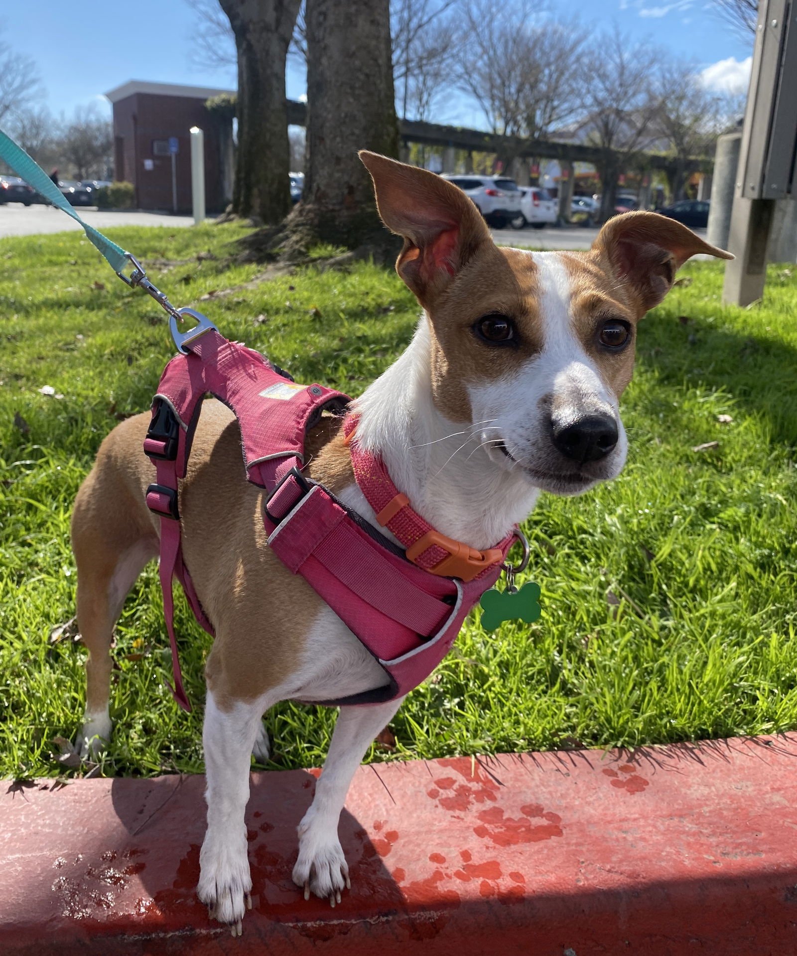 CUPCAKE - Rat Terrier available for adoption