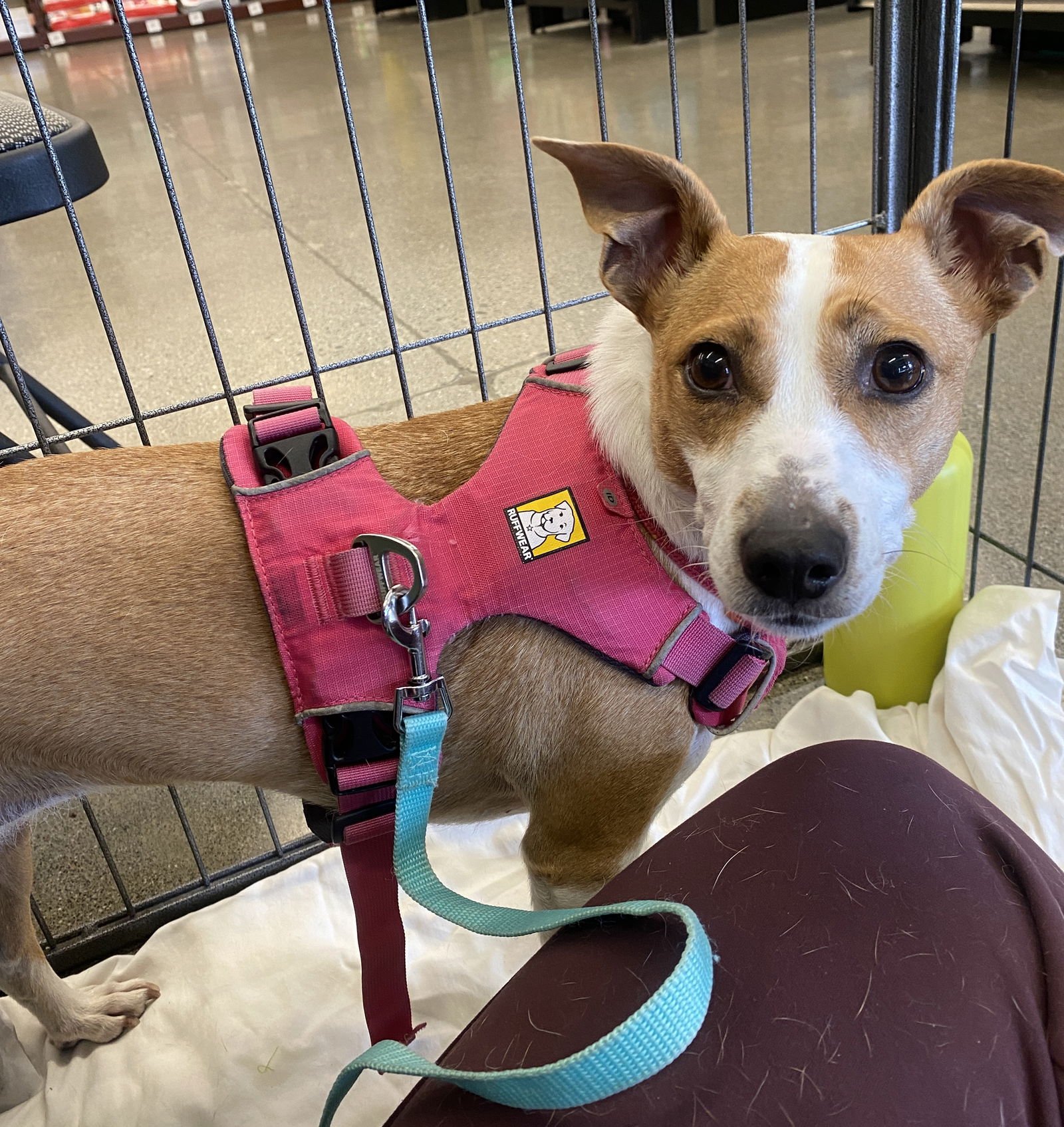 CUPCAKE - Rat Terrier available for adoption