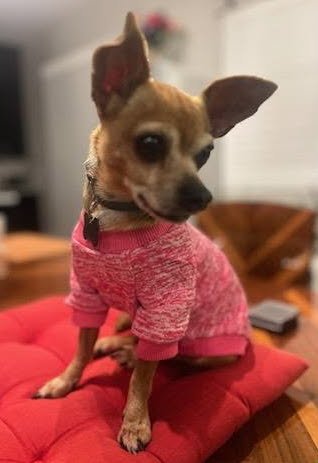 EMMA - Chihuahua available for adoption