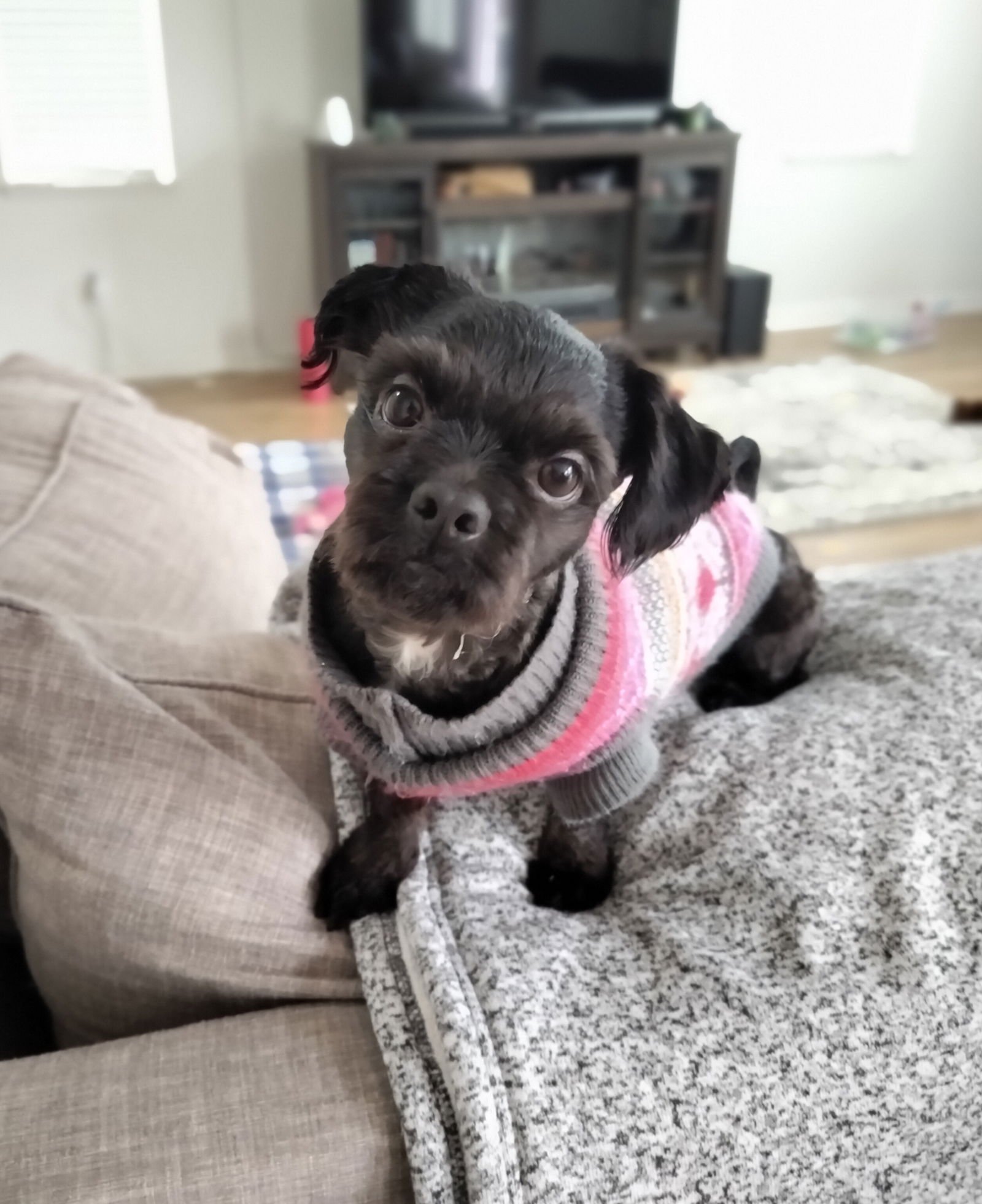 COOPER - Shih Tzu available for adoption