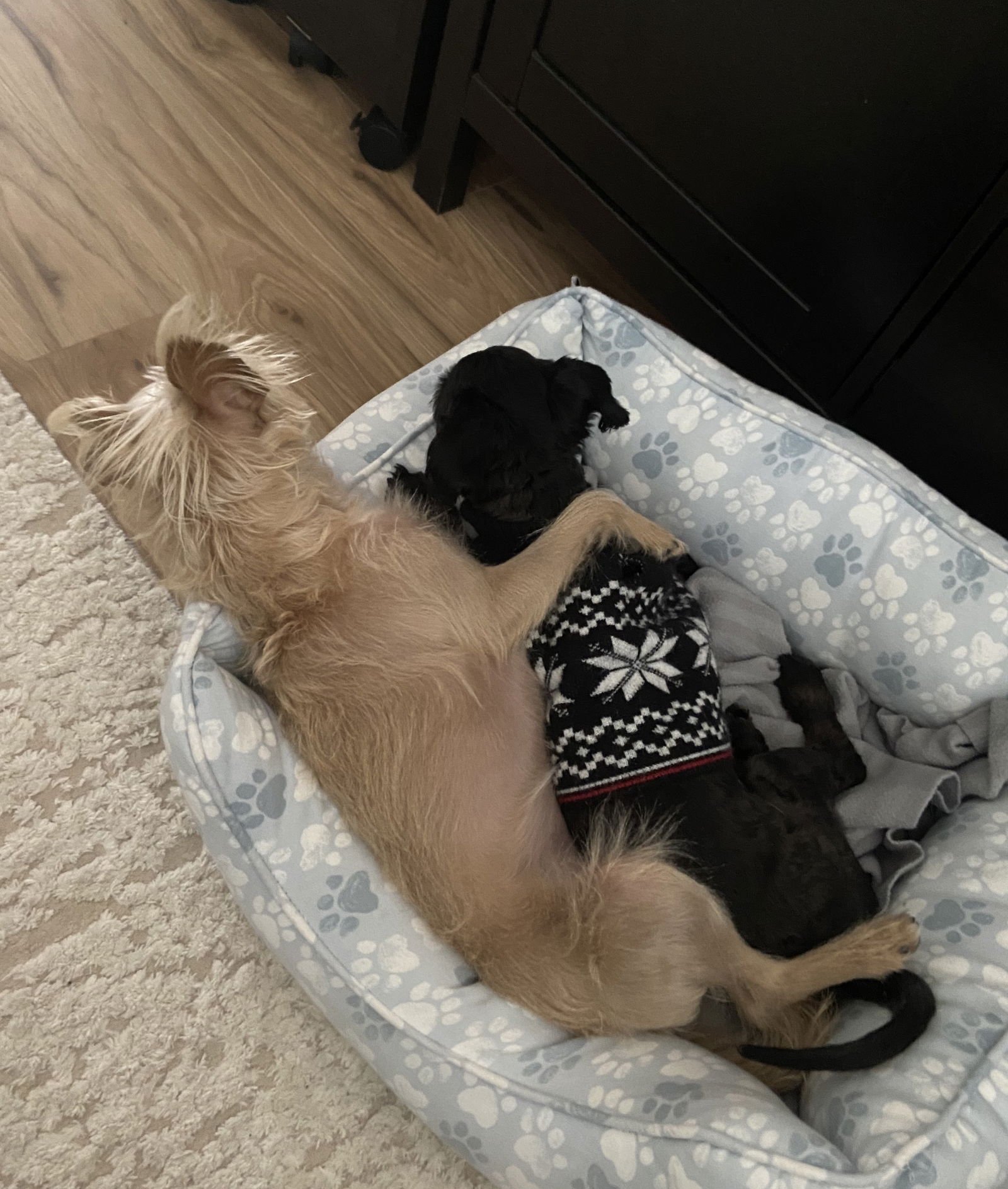 COOPER - Shih Tzu available for adoption