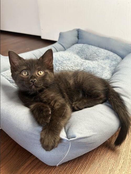 PIXEL - Domestic Short Hair available for adoption