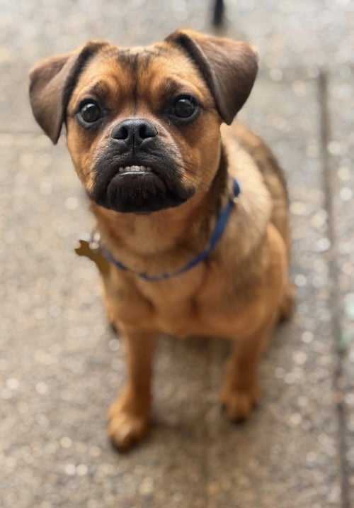 TAFFY - Pug / Beagle available for adoption