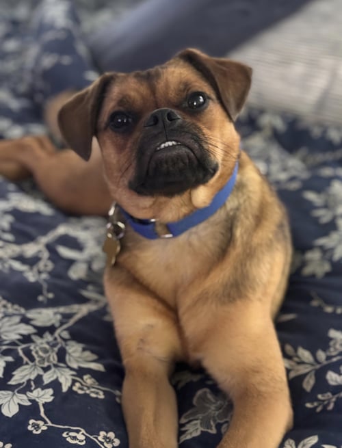 TAFFY - Pug / Beagle available for adoption