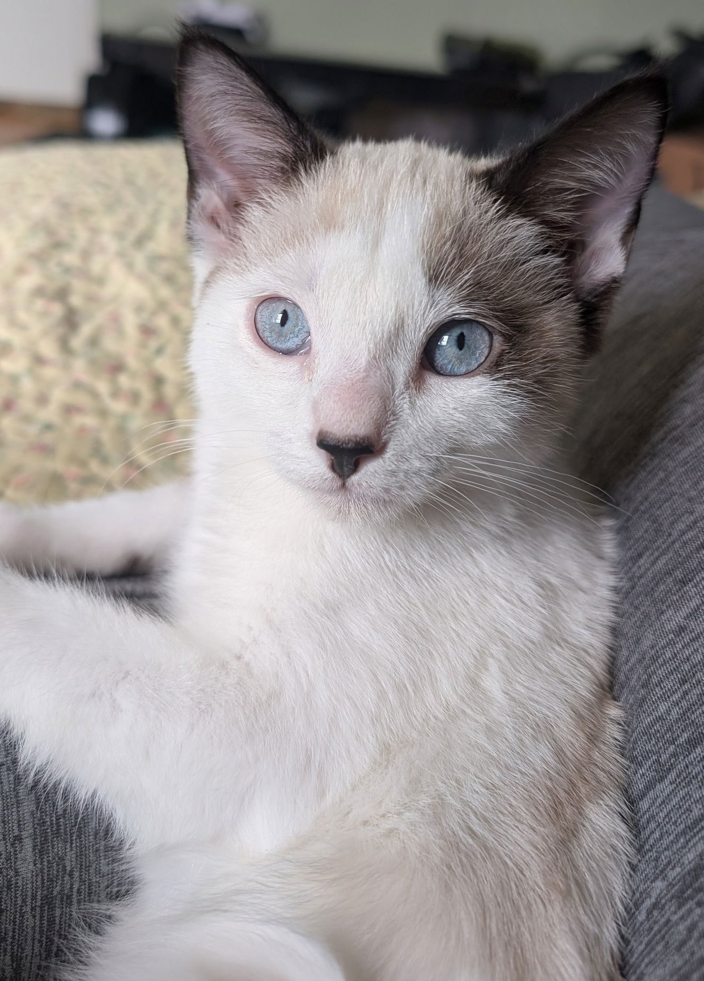 JILL + JACK - Domestic Short Hair available for adoption