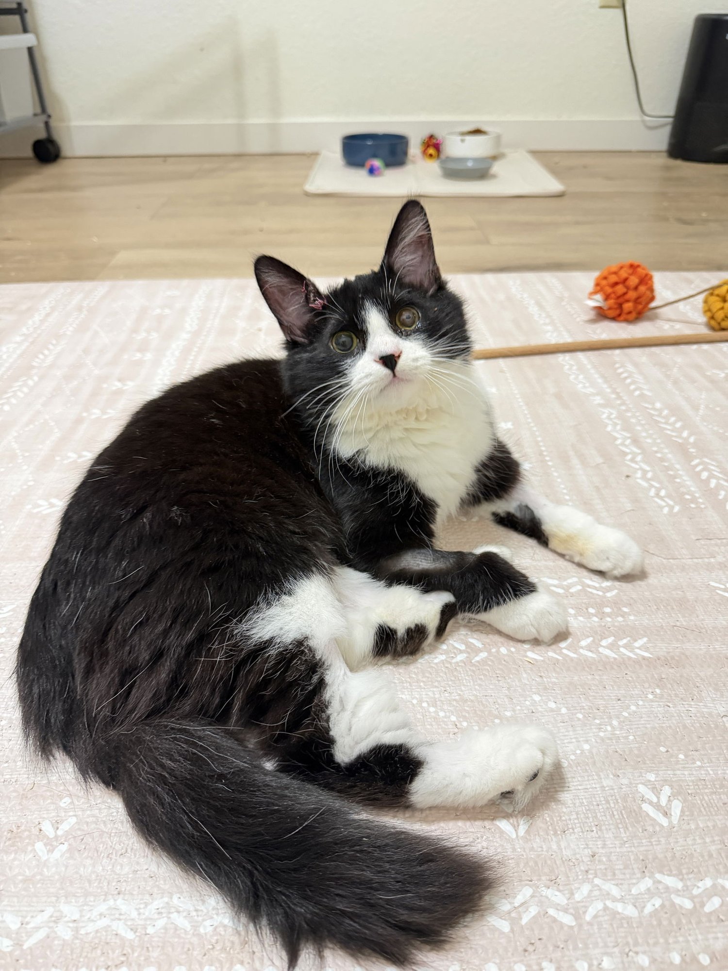 KRIS KRINGLE - Domestic Long Hair available for adoption