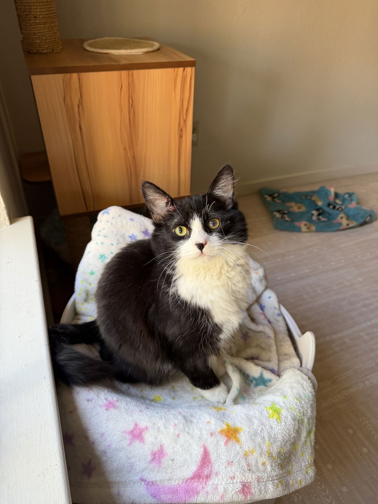 KRIS KRINGLE - Domestic Long Hair available for adoption