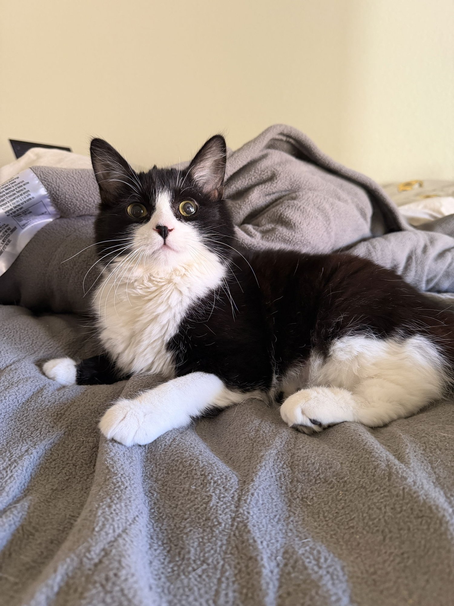 Kris Kringle - Photo 3