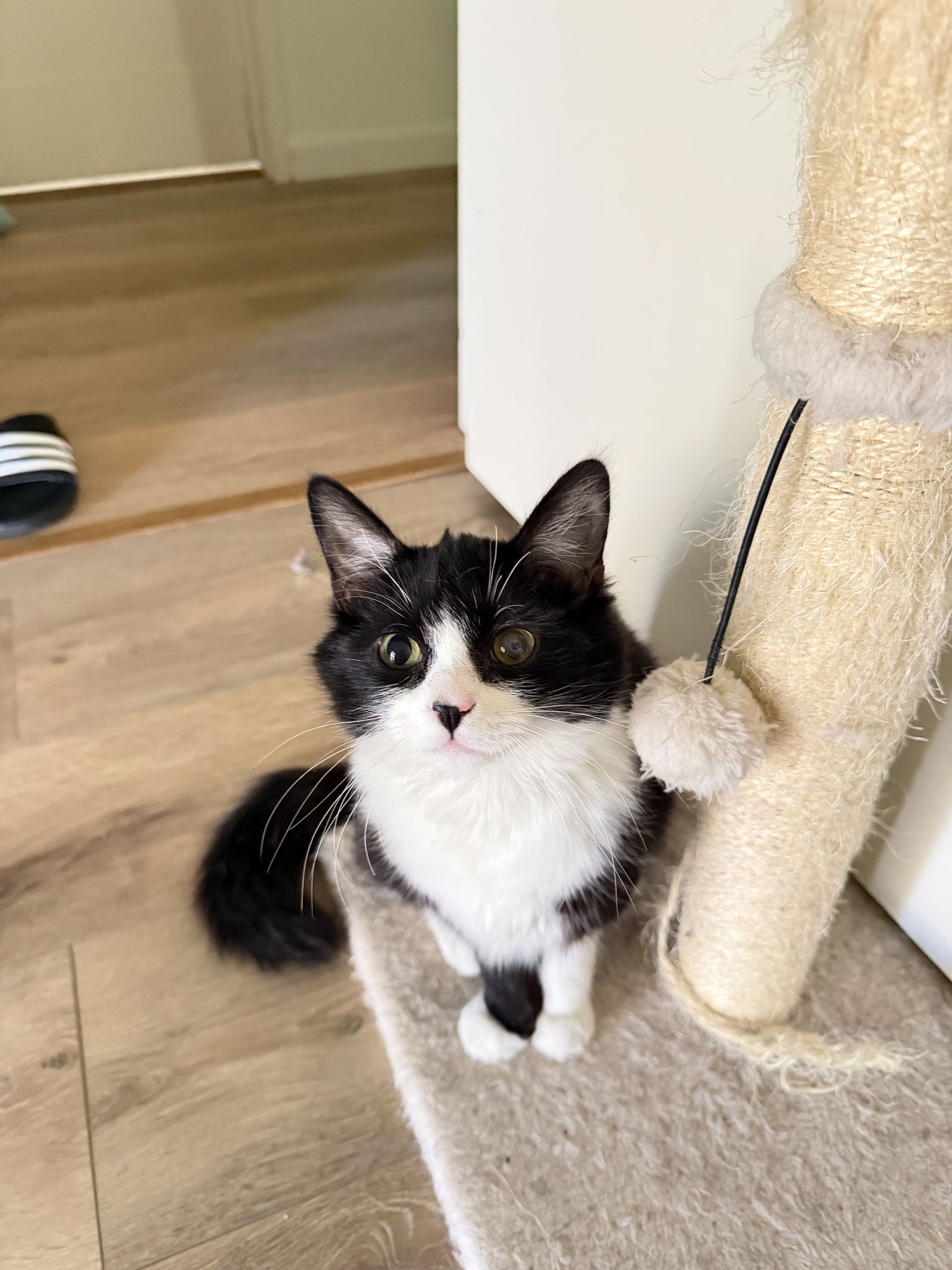 Kris Kringle - Photo 4