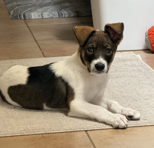 BOGEY - Anatolian Shepherd available for adoption