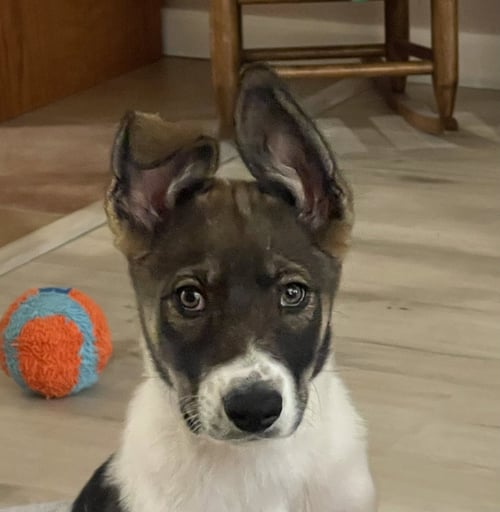 BOGEY - Anatolian Shepherd available for adoption