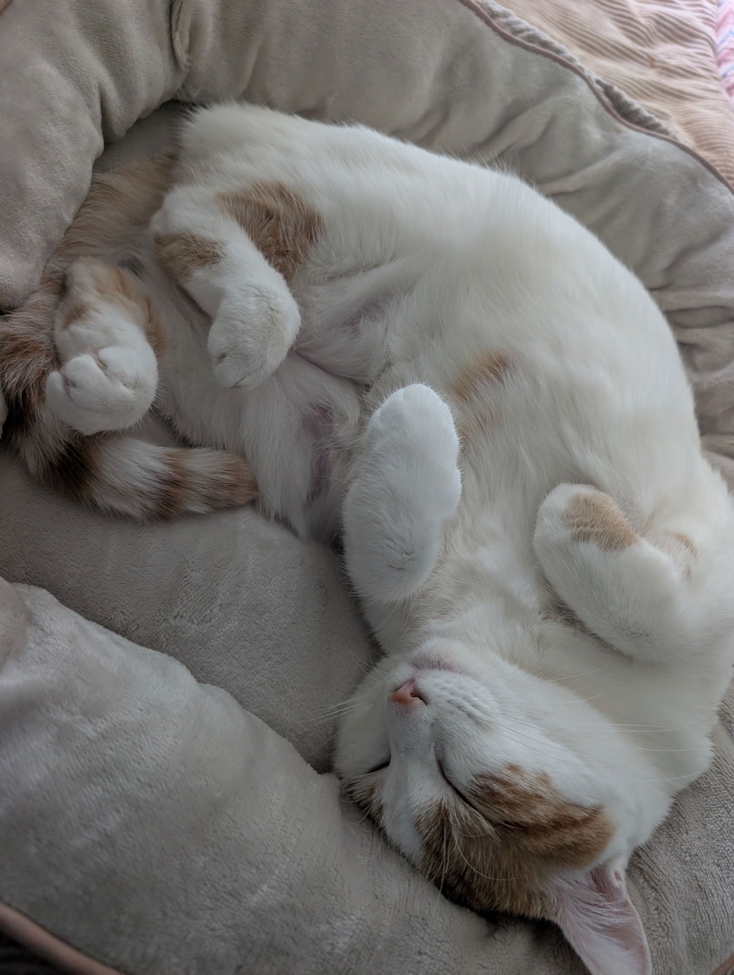 HONEY + CLEMENTINE - Domestic Short Hair available for adoption