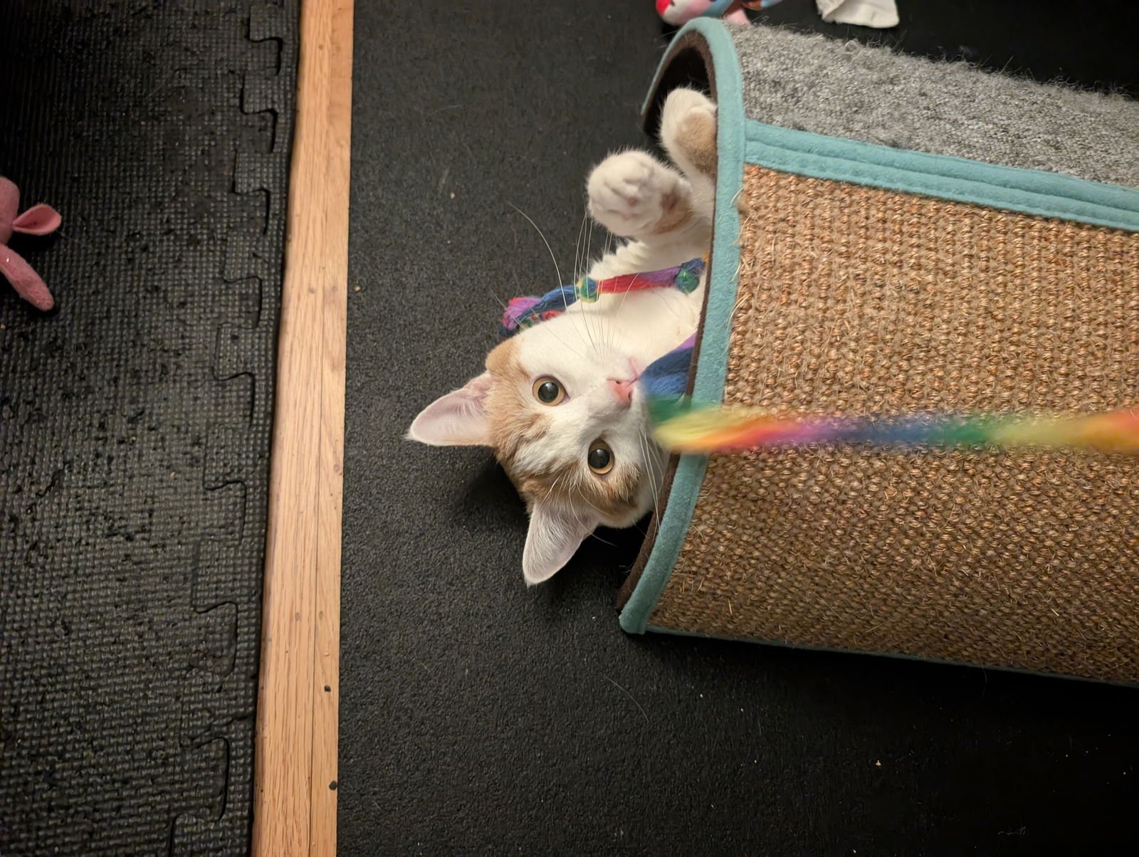 HONEY + CLEMENTINE - Domestic Short Hair available for adoption