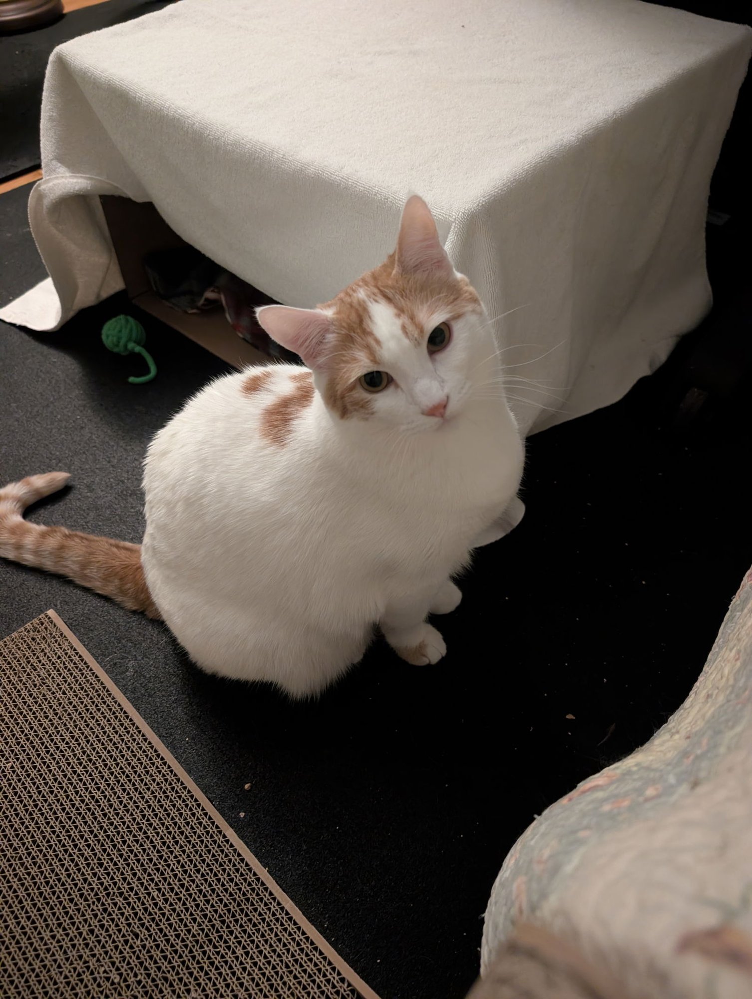 Honey + Clementine - Photo 3