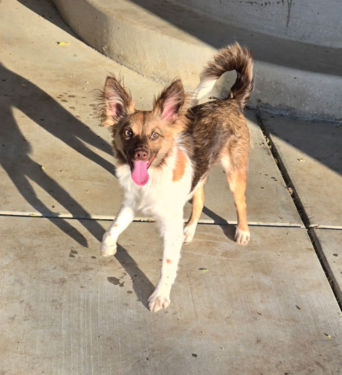 MAXINE - Papillon / Italian Greyhound available for adoption