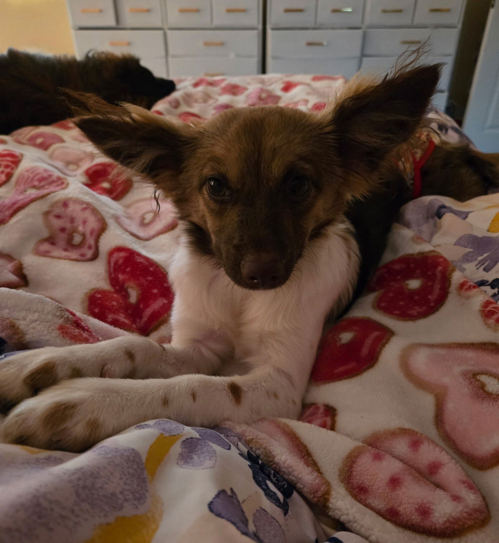 MAXINE - Papillon / Italian Greyhound available for adoption