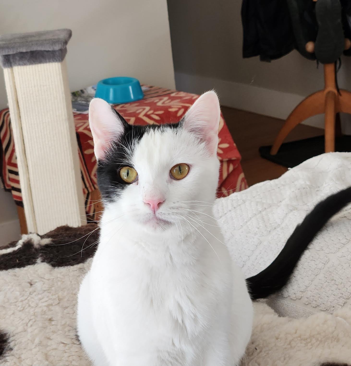 DARWIN - Domestic Short Hair available for adoption